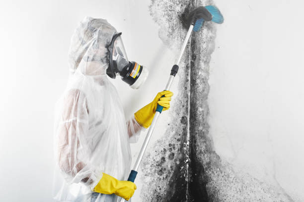 Best Mold Remediation for Rental Properties  in Wise, VA