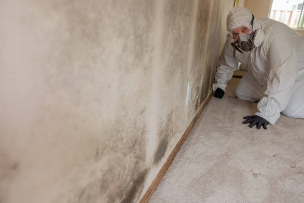 Best Industrial Mold Remediation  in Wise, VA
